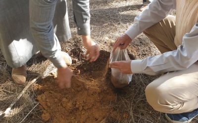 EGYPT NEL – Soil survey, analysis and mapping